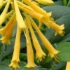 John Clayton Yellow Honeysuckle Vine - 2 Gallon Pot