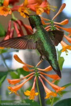 Magnifica Fragrant Orange Honeysuckle Vine - 1 Gallon Pot