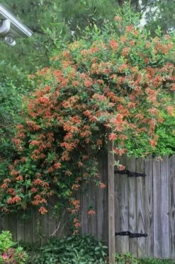 Magnifica Fragrant Orange Honeysuckle Vine - 1 Gallon Pot -Wilson Bros Gardens Shop Honeysuckle Magnifica Orange 2