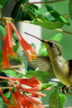 Magnifica Fragrant Orange Honeysuckle Vine - 1 Gallon Pot -Wilson Bros Gardens Shop Honeysuckle Magnifica Orange 7