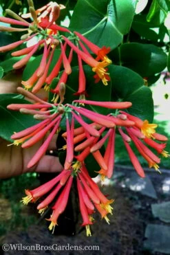 Major Wheeler Red Trumpet Honeysuckle - 3 Gallon Pot -Wilson Bros Gardens Shop Honeysuckle Major Wheeler 23 2