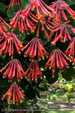 Major Wheeler Red Trumpet Honeysuckle - 1 Gallon Pot (On Trellis) -Wilson Bros Gardens Shop Honeysuckle Major Wheeler 31 1
