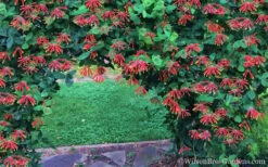 Major Wheeler Red Trumpet Honeysuckle - 2 Gallon Pot -Wilson Bros Gardens Shop Honeysuckle Major Wheeler 35