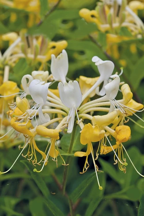 Scentsation Fragrant Yellow Honeysuckle - Lonicera Periclymenum - 3 Gallon Pot 4 Scentsation Fragrant Yellow Honeysuckle - Lonicera Periclymenum - 3 Gallon Pot - Image 4