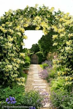 Scentsation Fragrant Yellow Honeysuckle - Lonicera Periclymenum - 3 Gallon Pot 12 Scentsation Fragrant Yellow Honeysuckle - Lonicera Periclymenum - 3 Gallon Pot -Wilson Bros Gardens Shop Honeysuckle Scentsation 10