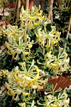 Scentsation Fragrant Yellow Honeysuckle - Lonicera Periclymenum - 3 Gallon Pot 15 Scentsation Fragrant Yellow Honeysuckle - Lonicera Periclymenum - 3 Gallon Pot -Wilson Bros Gardens Shop Honeysuckle Scentsation 2