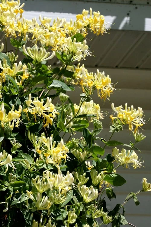 Scentsation Fragrant Yellow Honeysuckle - Lonicera Periclymenum - 3 Gallon Pot 7 Scentsation Fragrant Yellow Honeysuckle - Lonicera Periclymenum - 3 Gallon Pot - Image 7