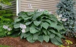 Empress Wu Giant Hosta Lily - 2 Gallon Pot -Wilson Bros Gardens Shop Hosta Empress Wu 20 1