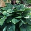 Empress Wu Giant Hosta Lily - 1 Gallon Pot
