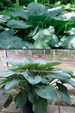 Empress Wu Giant Hosta Lily - 1 Gallon Pot -Wilson Bros Gardens Shop Hosta Empress Wu 500x750 1