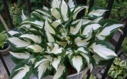 Fire & Ice Hosta Lily - 6 Pack Of 1 Gallon Pots -Wilson Bros Gardens Shop Hosta Fire And Ice