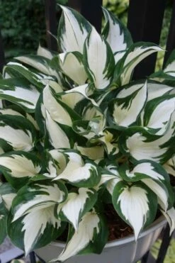 Fire & Ice Hosta Lily - 1 Gallon Pot