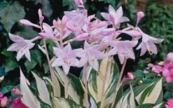 Fire & Ice Hosta Lily - 6 Pack Of 1 Gallon Pots -Wilson Bros Gardens Shop Hosta Fire And Ice Flowers