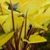 Fire Island Hosta Lily - 1 Gallon Pot