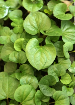 Giâp Cá, Fish Mint (Houttuynia Cordata) -Wilson Bros Gardens Shop Houttuyniacordatafishmintplantforsalesowexotic