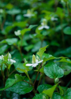 Giâp Cá, Fish Mint (Houttuynia Cordata) -Wilson Bros Gardens Shop Houttuyniacordatafishmintplantforsalesowexotic 1