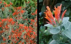 Uruguayan Firecracker Hummingbird Plant (Dicliptera Suberecta) - 3 Pack Of Quart Pots -Wilson Bros Gardens Shop Hummingbird Plant 2