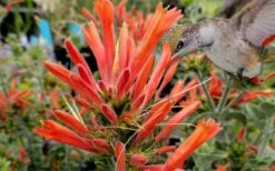 Uruguayan Firecracker Hummingbird Plant (Dicliptera Suberecta) - 3 Pack Of Quart Pots -Wilson Bros Gardens Shop Hummingbird Plant Dicliptera Suberecta