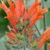 Uruguayan Firecracker Hummingbird Plant (Dicliptera Suberecta) - 3 Pack Of Quart Pots