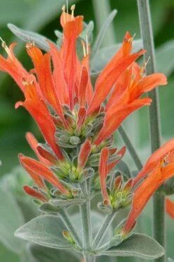 Uruguayan Firecracker Hummingbird Plant (Dicliptera Suberecta) - 3 Pack Of Quart Pots