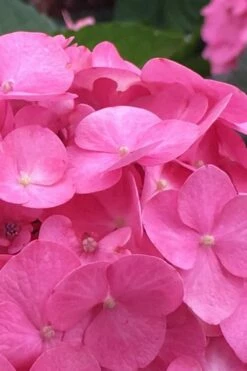 After Midnight Hydrangea - 3 Gallon Pot -Wilson Bros Gardens Shop Hydrangea After Midnight 1