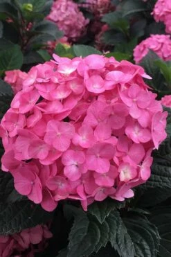 After Midnight Hydrangea - 3 Gallon Pot -Wilson Bros Gardens Shop Hydrangea After Midnight 2