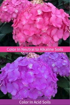 After Midnight Hydrangea - 3 Gallon Pot -Wilson Bros Gardens Shop Hydrangea After Midnight 6