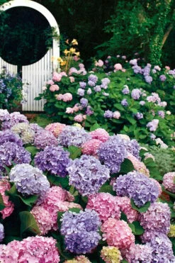 All Summer Beauty Hydrangea - 3 Gallon Pot -Wilson Bros Gardens Shop Hydrangea All Summer Beauty 2