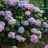 All Summer Beauty Hydrangea - 3 Gallon Pot