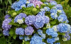 All Summer Beauty Hydrangea - 3 Gallon Pot -Wilson Bros Gardens Shop Hydrangea All Summer Beauty 4
