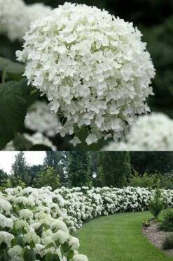 Annabelle Hydrangea - 3 Gallon Pot -Wilson Bros Gardens Shop Hydrangea Annabelle 1 500x750 1