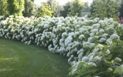 Annabelle Hydrangea - 3 Gallon Pot -Wilson Bros Gardens Shop Hydrangea Annabelle Hedge 1