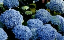 Big Daddy Hydrangea - 1 Gallon Pot -Wilson Bros Gardens Shop Hydrangea Big Daddy 2