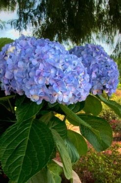 Big Daddy Hydrangea - 7 Gallon Pot -Wilson Bros Gardens Shop Hydrangea Big Daddy 500x750 2