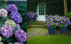 Bloomstruck Endless Summer Hydrangea - 2 Gallon Pot -Wilson Bros Gardens Shop Hydrangea Bloomstruck 2 1
