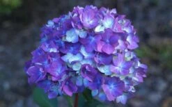 Bloomstruck Endless Summer Hydrangea - 2 Gallon Pot -Wilson Bros Gardens Shop Hydrangea Bloomstruck Bloom 1