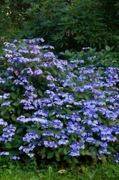 Blue Wave Lacecap Hydrangea - 3 Gallon Pot -Wilson Bros Gardens Shop Hydrangea Blue Wave 1