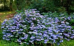 Blue Wave Lacecap Hydrangea - 3 Gallon Pot -Wilson Bros Gardens Shop Hydrangea Blue Wave 2