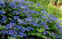 Bluebird Hydrangea - 2 Gallon Pot -Wilson Bros Gardens Shop Hydrangea Bluebird 3 2