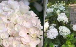 Blushing Bride Endless Summer Hydrangea - 1 Gallon Pot -Wilson Bros Gardens Shop Hydrangea Blushing Bride 1