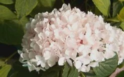 Blushing Bride Endless Summer Hydrangea - 1 Gallon Pot -Wilson Bros Gardens Shop Hydrangea Blushing Bride 2 1