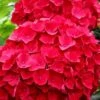 Cardinal Red Hydrangea - 1 Gallon Pot