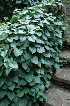 Moonlight Climbing Hydrangea - 1 Gallon Pot 17 Moonlight Climbing Hydrangea - 1 Gallon Pot -Wilson Bros Gardens Shop Hydrangea Climbing Moonlight 2