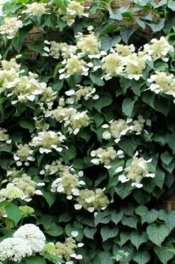 Moonlight Climbing Hydrangea - 2 Gallon Pot -Wilson Bros Gardens Shop Hydrangea Climbing Moonlight 3 2