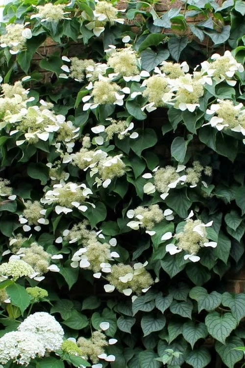 Moonlight Climbing Hydrangea - 1 Gallon Pot 8 Moonlight Climbing Hydrangea - 1 Gallon Pot - Image 8