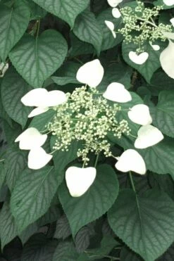 Moonlight Climbing Hydrangea - 2 Gallon Pot -Wilson Bros Gardens Shop Hydrangea Climbing Moonlight 5 2