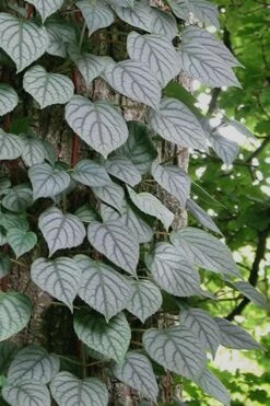 Moonlight Climbing Hydrangea - 1 Gallon Pot 21 Moonlight Climbing Hydrangea - 1 Gallon Pot -Wilson Bros Gardens Shop Hydrangea Climbing Moonlight 6