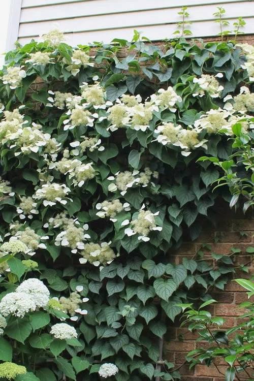 Moonlight Climbing Hydrangea - 1 Gallon Pot 1 Moonlight Climbing Hydrangea - 1 Gallon Pot