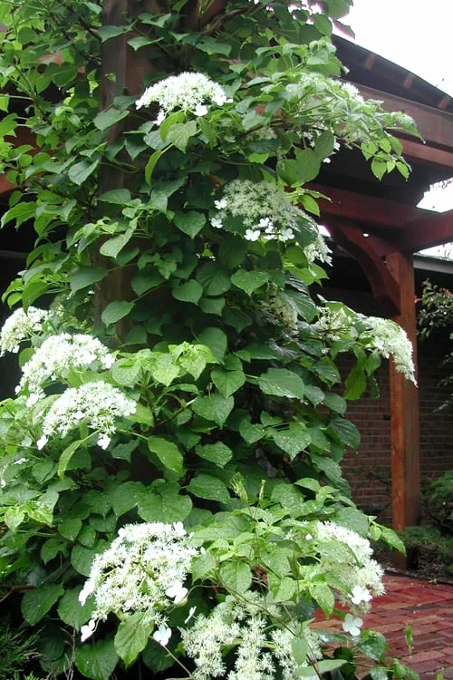 Climbing Hydrangea 'Petiolaris' - 1 Gallon Pot 8 Climbing Hydrangea 'Petiolaris' - 1 Gallon Pot - Image 8