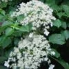 Climbing Hydrangea 'Petiolaris' - 1 Gallon Pot (2.5-3')